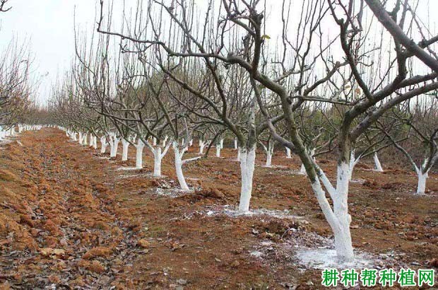 种植李子树冬季如何预防冻害,有哪些方法? 种植李子树冬季如何预防冻害,有哪些方法?