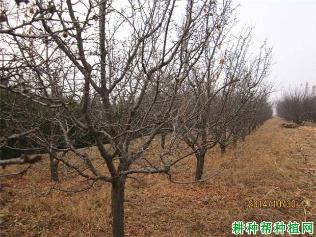 种植李子树冬季如何预防冻害,有哪些方法? 种植李子树冬季如何预防冻害,有哪些方法?