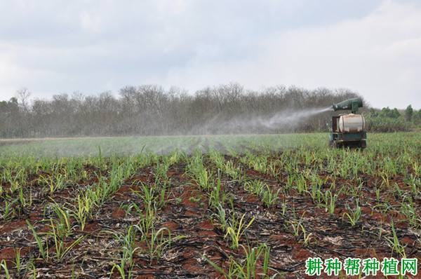 什么是宿根蔗? 什么是宿根蔗?
