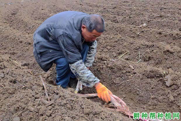 种植甘蔗什么时候可以下种? 种植甘蔗什么时候可以下种?