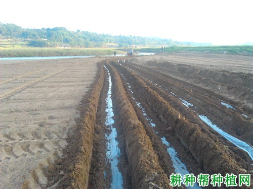 种植甘蔗什么时候可以下种? 种植甘蔗什么时候可以下种?