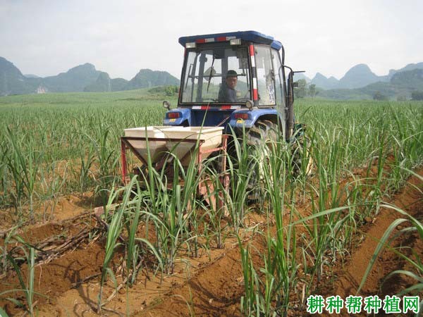 种植甘蔗为什么要培土,甘蔗如何培土? 种植甘蔗为什么要培土,甘蔗如何培土?