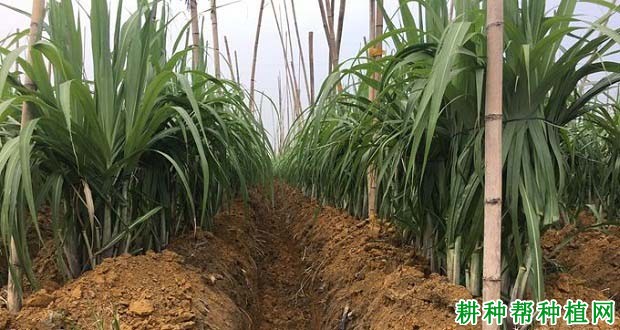 种植甘蔗为什么要培土,甘蔗如何培土? 种植甘蔗为什么要培土,甘蔗如何培土?