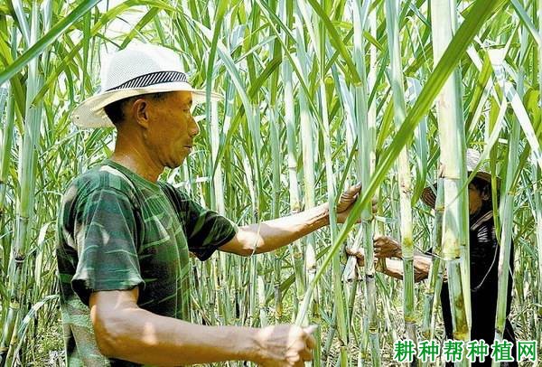 种植甘蔗为什么要剥叶,如何剥? 种植甘蔗为什么要剥叶,如何剥?
