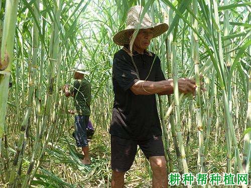 种植甘蔗为什么要剥叶,如何剥? 种植甘蔗为什么要剥叶,如何剥?