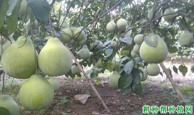 为何要种植沙田柚? 为何要种植沙田柚?