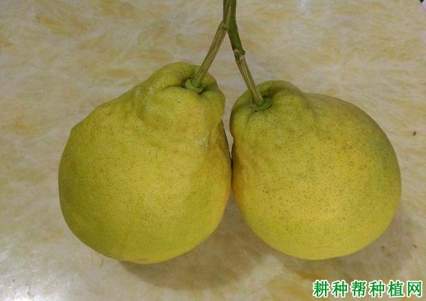 为何要种植沙田柚? 为何要种植沙田柚?