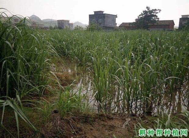 种植甘蔗什么时候需要浇水? 种植甘蔗什么时候需要浇水?