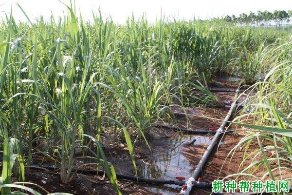种植甘蔗什么时候需要浇水? 种植甘蔗什么时候需要浇水?