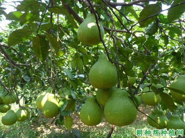 沙田柚种植多少年可以结果，主要产区是哪里？