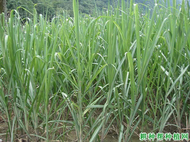甘蔗的需水规律是什么样? 甘蔗的需水规律是什么样?