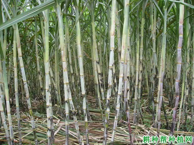 甘蔗的需水规律是什么样? 甘蔗的需水规律是什么样?