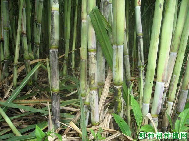 甘蔗的需水规律是什么样? 甘蔗的需水规律是什么样?