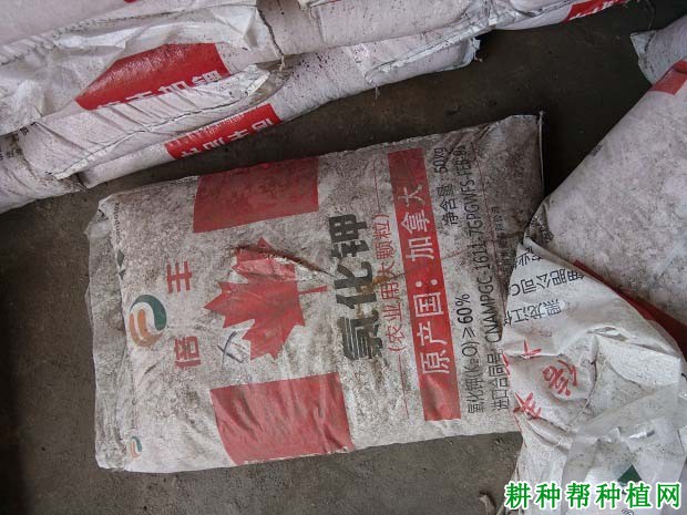 种甘蔗需要施多少钾肥,什么时候施钾肥好? 种甘蔗需要施多少钾肥,什么时候施钾肥好?