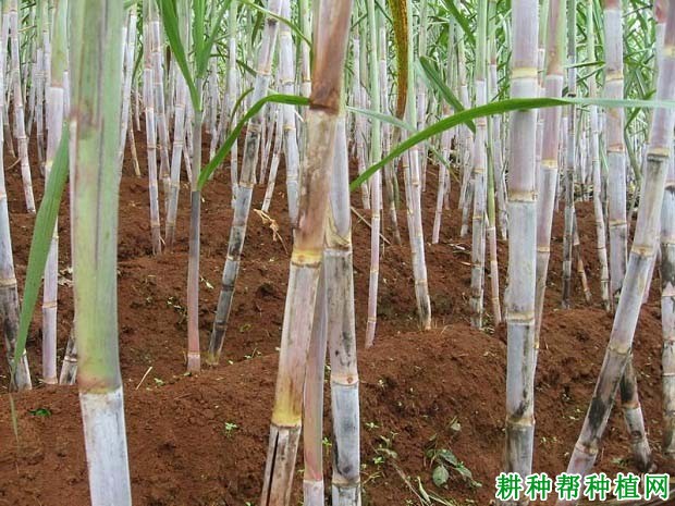 种甘蔗需要施多少钾肥,什么时候施钾肥好? 种甘蔗需要施多少钾肥,什么时候施钾肥好?