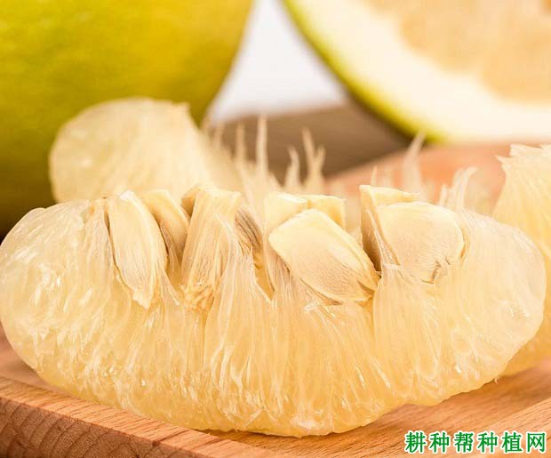 沙田柚种子多的原因是什么? 沙田柚种子多的原因是什么?