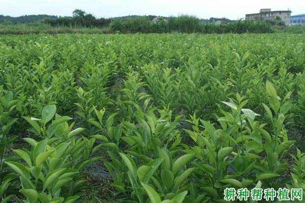 沙田柚嫁接苗怎么样管理? 沙田柚嫁接苗怎么样管理?