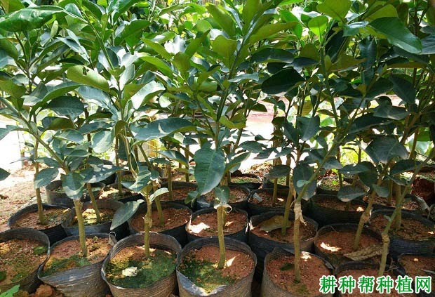 沙田柚嫁接苗怎么样管理? 沙田柚嫁接苗怎么样管理?