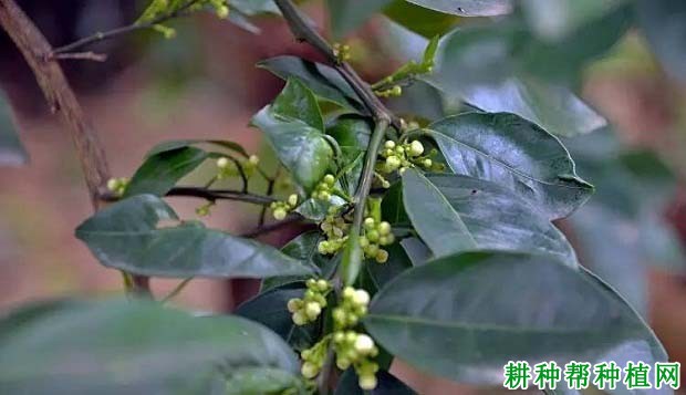 沙田柚的花长怎么样,沙田柚的花芽什么时候分化? 沙田柚的花长怎么样,沙田柚的花芽什么时候分化?