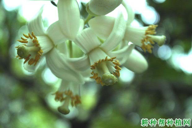 沙田柚的花长怎么样,沙田柚的花芽什么时候分化? 沙田柚的花长怎么样,沙田柚的花芽什么时候分化?