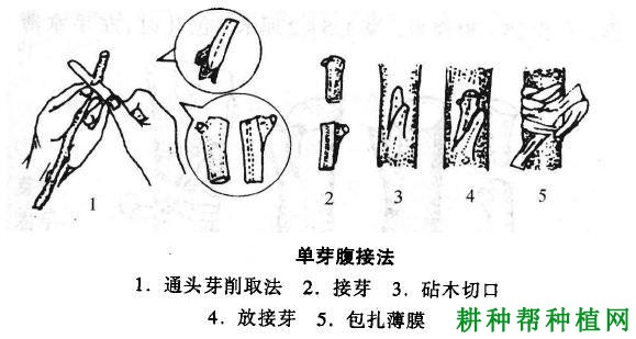 沙田柚苗如何嫁接,有几种嫁接方法? 沙田柚苗如何嫁接,有几种嫁接方法?