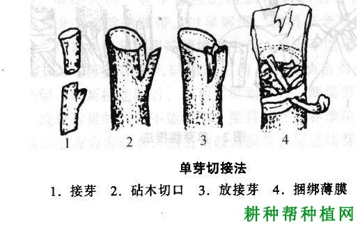 沙田柚苗如何嫁接,有几种嫁接方法? 沙田柚苗如何嫁接,有几种嫁接方法?