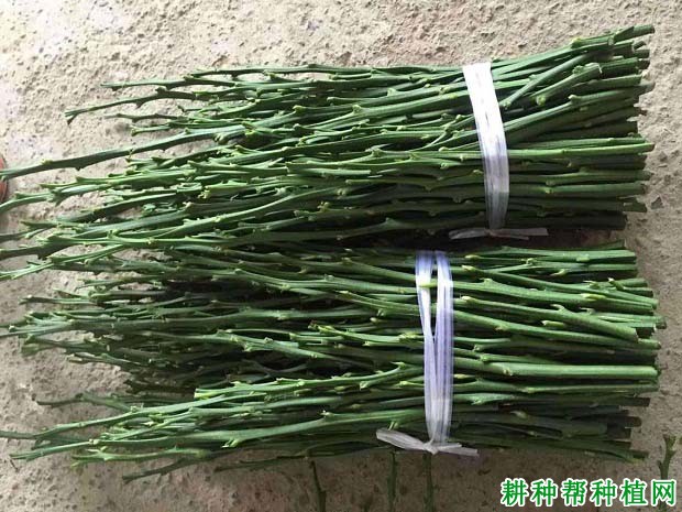 沙田柚苗什么时候适宜嫁接,嫁接前要做什么准备? 沙田柚苗什么时候适宜嫁接,嫁接前要做什么准备?