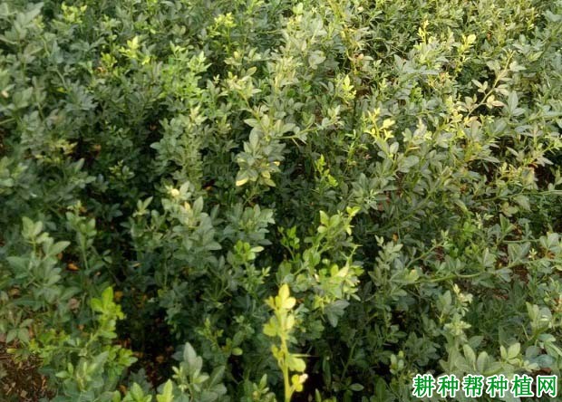 沙田柚苗什么时候适宜嫁接,嫁接前要做什么准备? 沙田柚苗什么时候适宜嫁接,嫁接前要做什么准备?