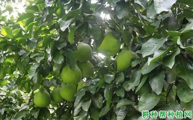 沙田柚的枝梢有哪些特点? 沙田柚的枝梢有哪些特点?