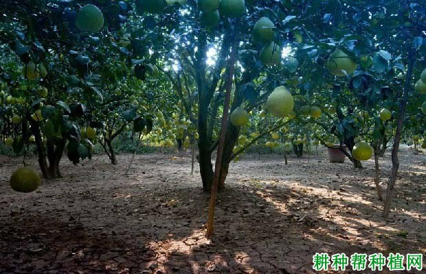 沙田柚的根系有哪些特点? 沙田柚的根系有哪些特点?