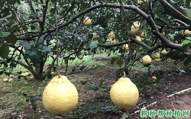 沙田柚的根系有哪些特点? 沙田柚的根系有哪些特点?