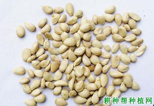沙田柚砧木种子如何采收和处理,什么时候可以播种? 沙田柚砧木种子如何采收和处理,什么时候可以播种?