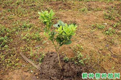 沙田柚苗怎么样栽植,什么时候适宜? 沙田柚苗怎么样栽植,什么时候适宜?