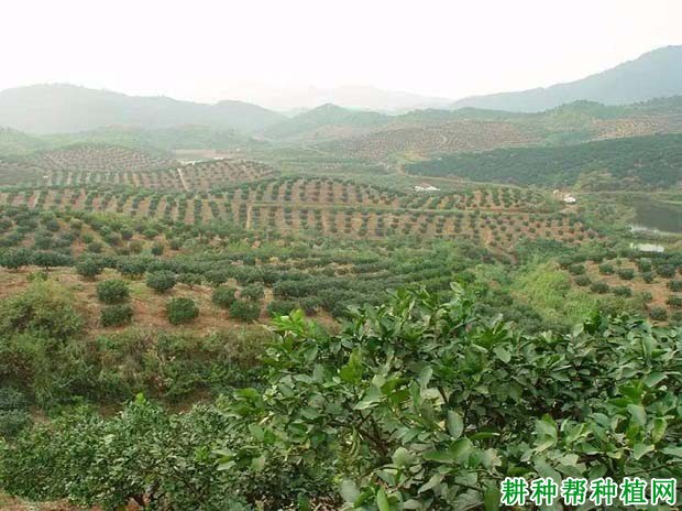 沙田柚每亩种植多少棵? 沙田柚每亩种植多少棵?