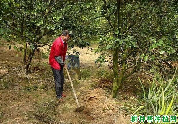 沙田柚园如何扩穴改土,改土伤根要不要紧? 沙田柚园如何扩穴改土,改土伤根要不要紧?