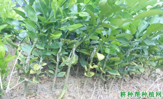 沙田柚嫁接苗什么时候可以出圃? 沙田柚嫁接苗什么时候可以出圃?