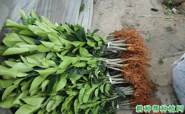 沙田柚嫁接苗什么时候可以出圃? 沙田柚嫁接苗什么时候可以出圃?