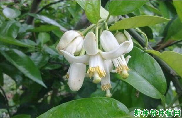种植沙田柚为什么要配置授粉树? 种植沙田柚为什么要配置授粉树?