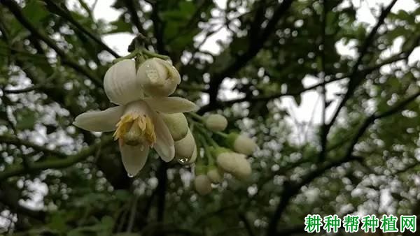 沙田柚如何进行人工授粉,什么时候授粉**? 沙田柚如何进行人工授粉,什么时候授粉**?