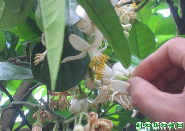 沙田柚如何进行人工授粉,什么时候授粉**? 沙田柚如何进行人工授粉,什么时候授粉**?