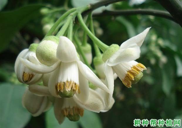 沙田柚如何进行人工授粉,什么时候授粉**? 沙田柚如何进行人工授粉,什么时候授粉**?
