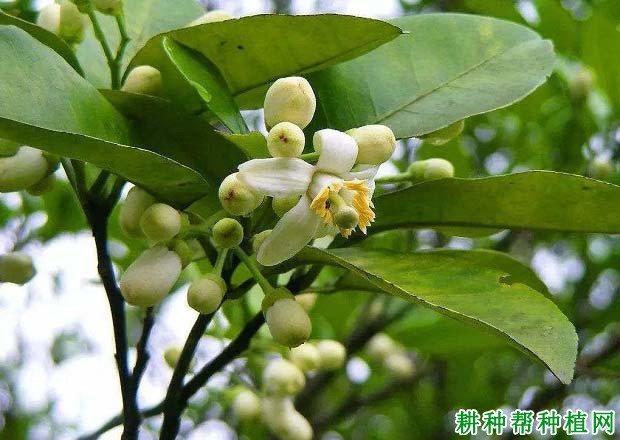 沙田柚的花分为几种,哪种坐果率高? 沙田柚的花分为几种,哪种坐果率高?
