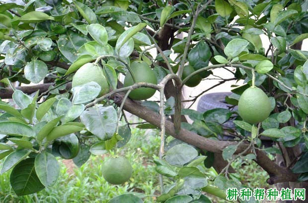 什么是抹芽控梢,种植沙田柚怎么样进行抹芽控梢? 什么是抹芽控梢,种植沙田柚怎么样进行抹芽控梢?