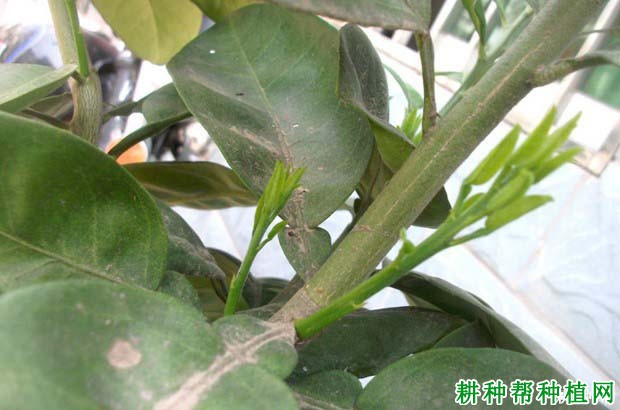 什么是抹芽控梢,种植沙田柚怎么样进行抹芽控梢? 什么是抹芽控梢,种植沙田柚怎么样进行抹芽控梢?