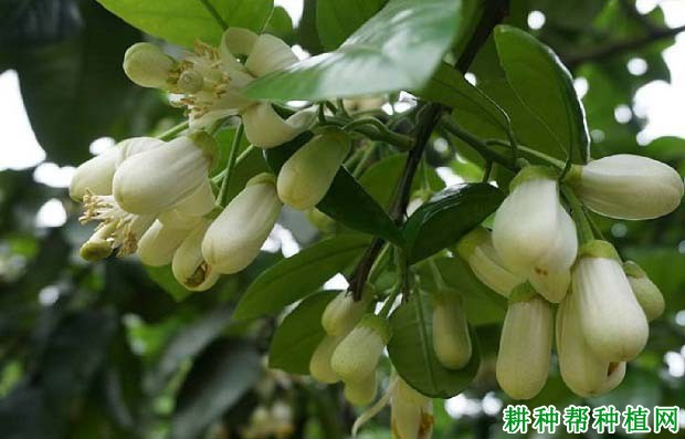 沙田柚的花分为几种,哪种坐果率高? 沙田柚的花分为几种,哪种坐果率高?