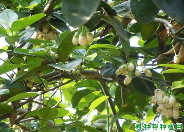 种植沙田柚如何疏花序、疏花蕾? 种植沙田柚如何疏花序、疏花蕾?