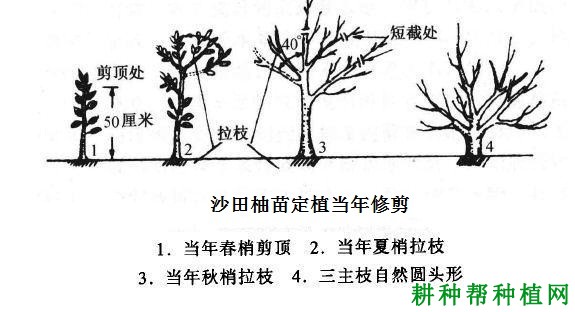 沙田柚苗定植后如何定干? 沙田柚苗定植后如何定干?
