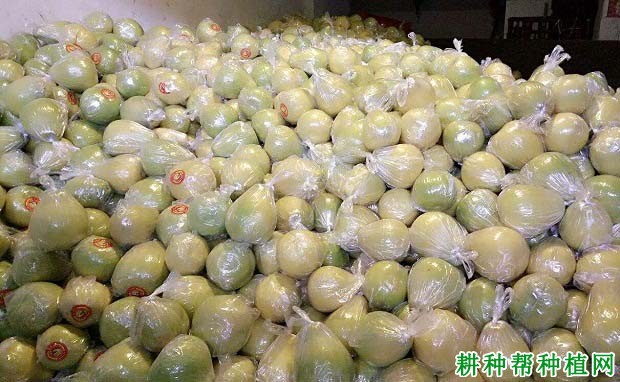 沙田柚果实在贮藏期容易出现哪些问题? 沙田柚果实在贮藏期容易出现哪些问题?
