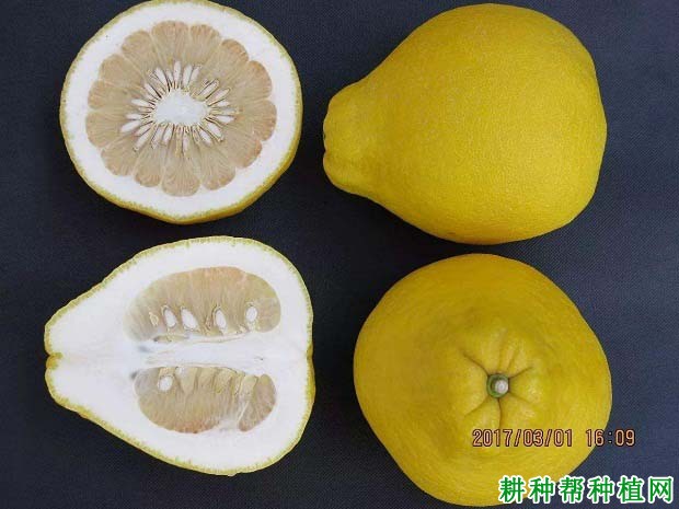 沙田柚果实耐贮藏吗,贮藏沙田柚需要怎么样的环境条件? 沙田柚果实耐贮藏吗,贮藏沙田柚需要怎么样的环境条件?