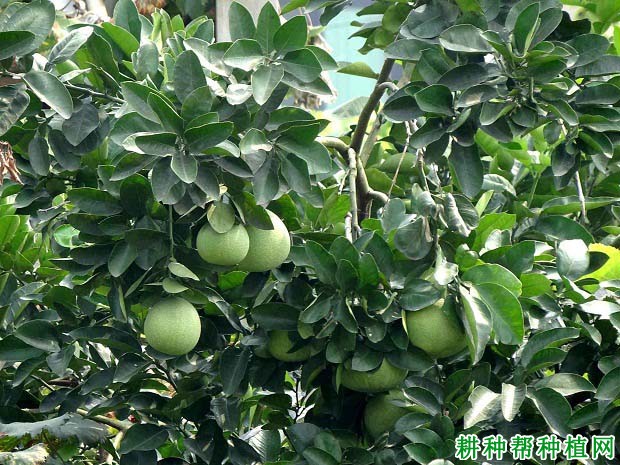 怎么知道沙田柚园是否需要浇水? 怎么知道沙田柚园是否需要浇水?